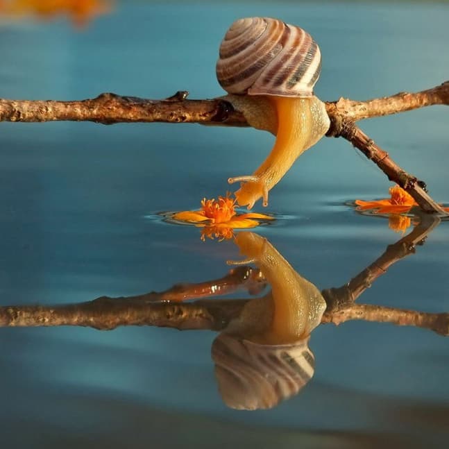 Cool Snail Facts List of Interesting Facts About Snails