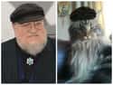George RR Martin on Random Cats Who Look Like GoT Characters