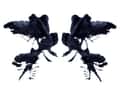 Hornets Who Are Lovers, Not Fighters on Random Rorschach Inkblots and How You Are Supposed to See Them