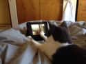 Her Tablet on Random Things These Cats Are Looking At