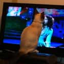 Russell Brand on Random Things These Cats Are Looking At