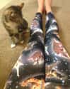 Your Ugly (But Awesome) Leggings on Random Things These Cats Are Looking At