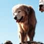 Shadow is listed (or ranked) 17 on the list The Greatest Dog Characters of All Time