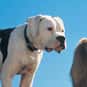 Chance is listed (or ranked) 21 on the list The Greatest Dog Characters of All Time