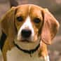 Shiloh is listed (or ranked) 41 on the list The Greatest Dog Characters of All Time