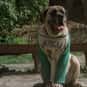 Hercules is listed (or ranked) 24 on the list The Greatest Dog Characters of All Time