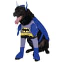 Classic Bat-Dog on Random Best Pets Dressed as Superheroes