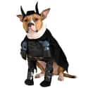 The Dog Knight Rises on Random Best Pets Dressed as Superheroes
