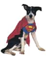 Superboy on Random Best Pets Dressed as Superheroes