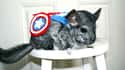 Captain Chinchilla America on Random Best Pets Dressed as Superheroes