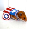 Hamster America! on Random Best Pets Dressed as Superheroes