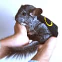 Caped Chinchilla Crusader on Random Best Pets Dressed as Superheroes