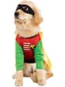 Robin Retriever! on Random Best Pets Dressed as Superheroes