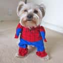 The Amazing Spider-Pup on Random Best Pets Dressed as Superheroes