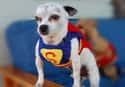 Classic Golden Age Superdog on Random Best Pets Dressed as Superheroes