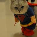 Superkittie on Random Best Pets Dressed as Superheroes