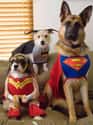 DC's Holy Trinity on Random Best Pets Dressed as Superheroes