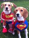 New 52's Superman/Wonder Woman on Random Best Pets Dressed as Superheroes