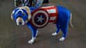 Labrador America! on Random Best Pets Dressed as Superheroes