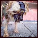 Bane Pup on Random Best Pets Dressed as Superheroes