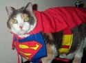 Super Calico on Random Best Pets Dressed as Superheroes