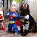 Way Better Than Snyders JLA on Random Best Pets Dressed as Superheroes