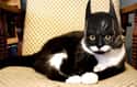 Bat-Stache on Random Best Pets Dressed as Superheroes