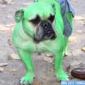 Hulk! on Random Best Pets Dressed as Superheroes