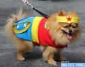 Wonderanian on Random Best Pets Dressed as Superheroes