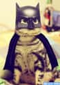 Startled Bat-Cat on Random Best Pets Dressed as Superheroes