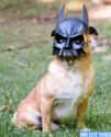Frank Miller's Batdog on Random Best Pets Dressed as Superheroes