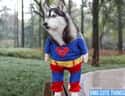 Superman Got a Little Husky on Random Best Pets Dressed as Superheroes