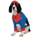 The Spectacular Spider-Pup on Random Best Pets Dressed as Superheroes