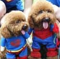Super Poodle Spider-Poodle Team-Up on Random Best Pets Dressed as Superheroes