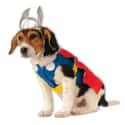 Classic Comic Thor-Dog on Random Best Pets Dressed as Superheroes
