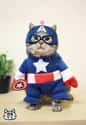 Cat-Tain America on Random Best Pets Dressed as Superheroes