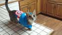 Classic Cat-tain America on Random Best Pets Dressed as Superheroes
