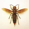 Asian Giant Hornet on Random Grossest Bugs on Earth