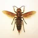 Asian Giant Hornet on Random Grossest Bugs on Earth