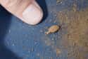 Antlion Larva on Random Grossest Bugs on Earth