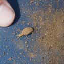 Antlion Larva on Random Grossest Bugs on Earth