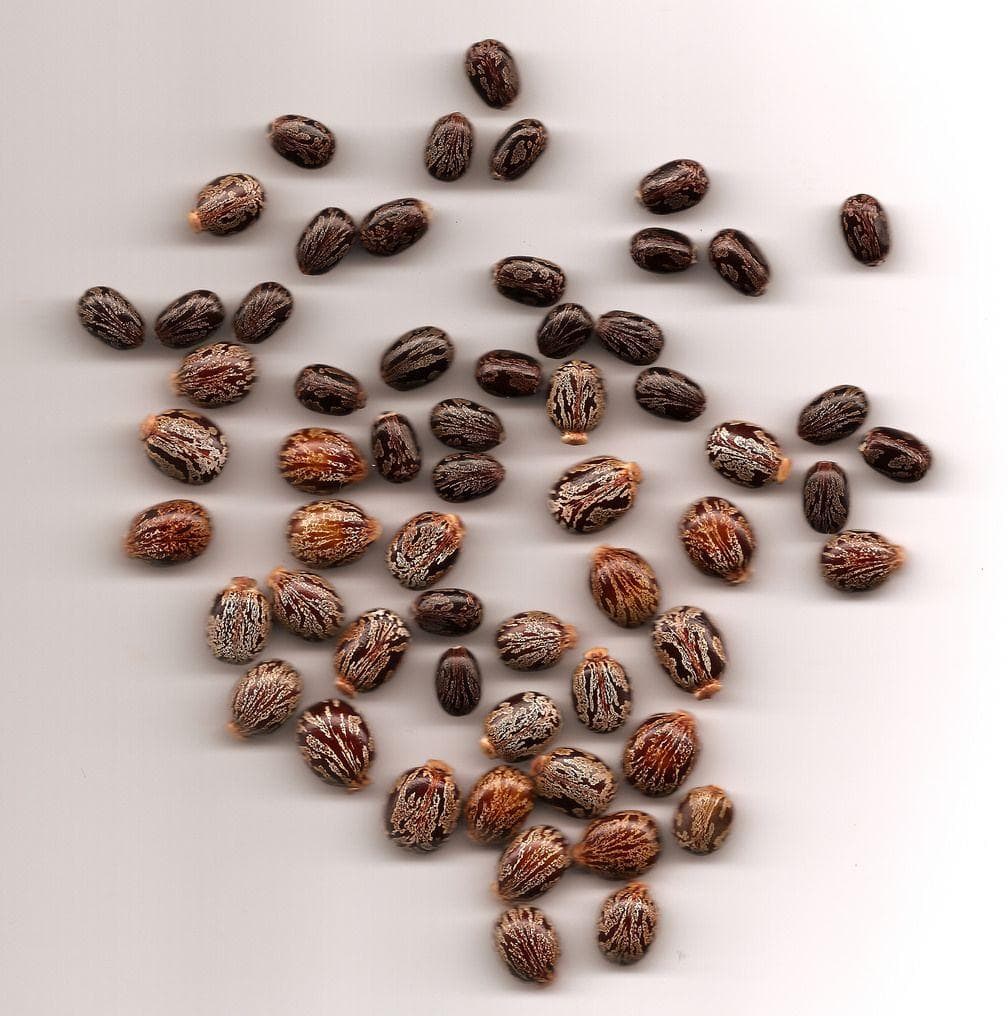 Клещевина обыкновенная семена фото