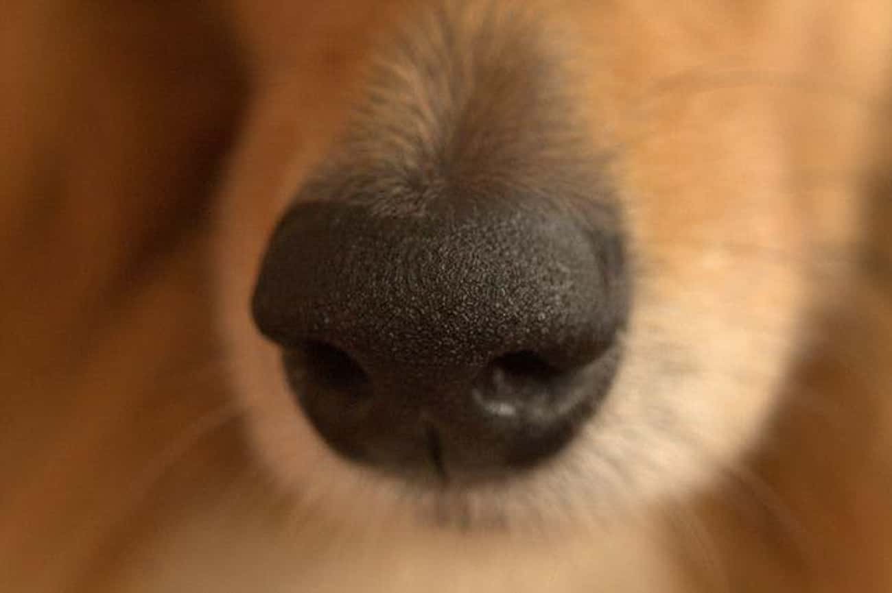 Какой нос у щенка. Нос собаки. Нос собаки крупным планом. Собачий носик. Собачий нос Макросъемка.
