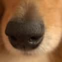 A Dog’s Sense of Smell Is More Than 100,000 Times Stronger Than A Human's on Random Amazing Dog Facts You Never Knew