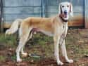 The Saluki Is the Oldest Known Dog Breed on Random Amazing Dog Facts You Never Knew