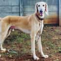 The Saluki Is the Oldest Known Dog Breed on Random Amazing Dog Facts You Never Knew