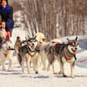 Siberian Huskies Have Higher Endurance Than Any Other Breed on Random Amazing Dog Facts You Never Knew