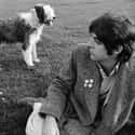 Paul McCartney Wrote Songs For His Dog on Random Amazing Dog Facts You Never Knew