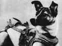 A Dog Was the First Living Mammal to Orbit the Earth on Random Amazing Dog Facts You Never Knew