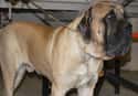The Largest Dog To Ever Live Was an English Mastiff on Random Amazing Dog Facts You Never Knew